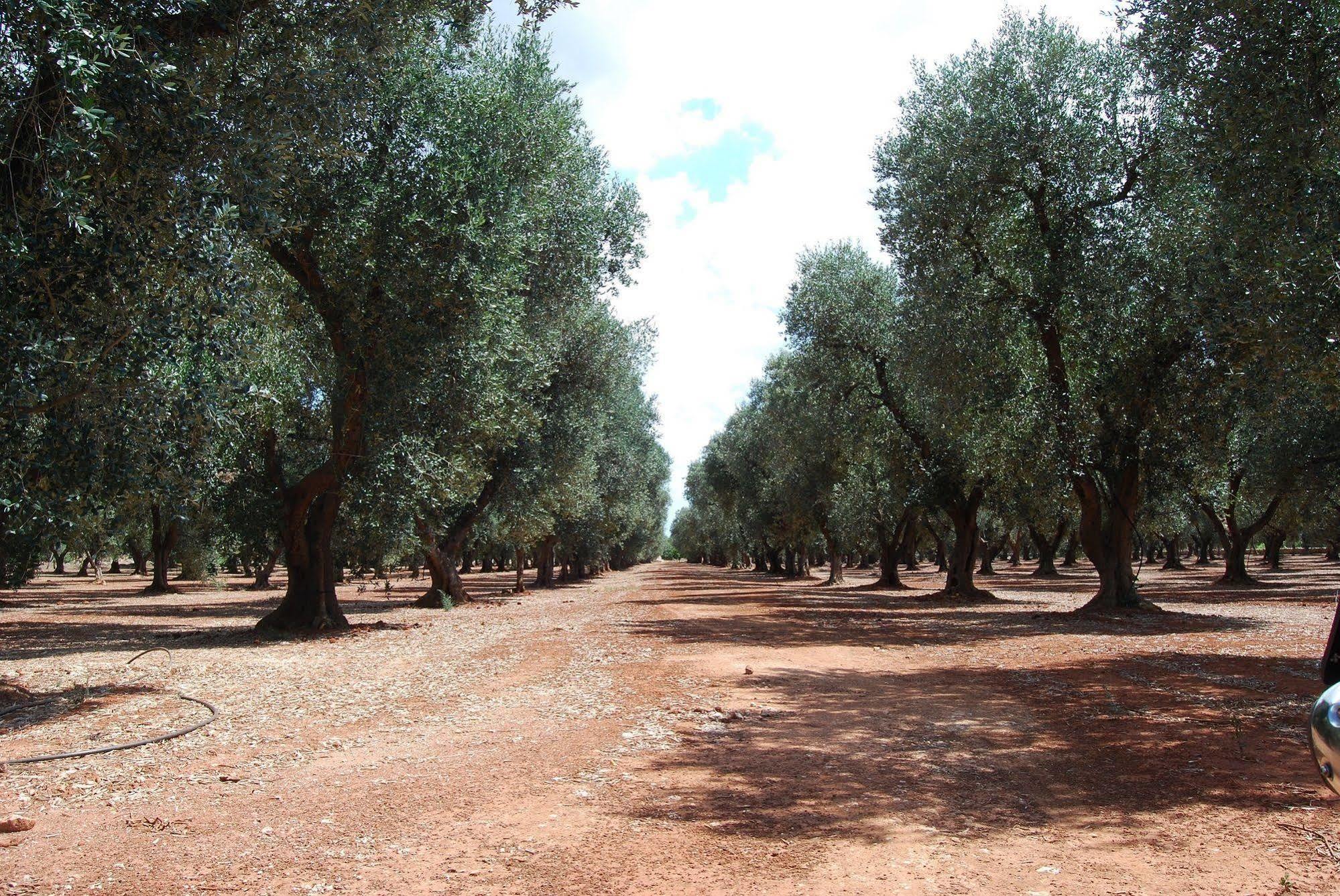 Terra Di Leuca Βίλα Salve Εξωτερικό φωτογραφία